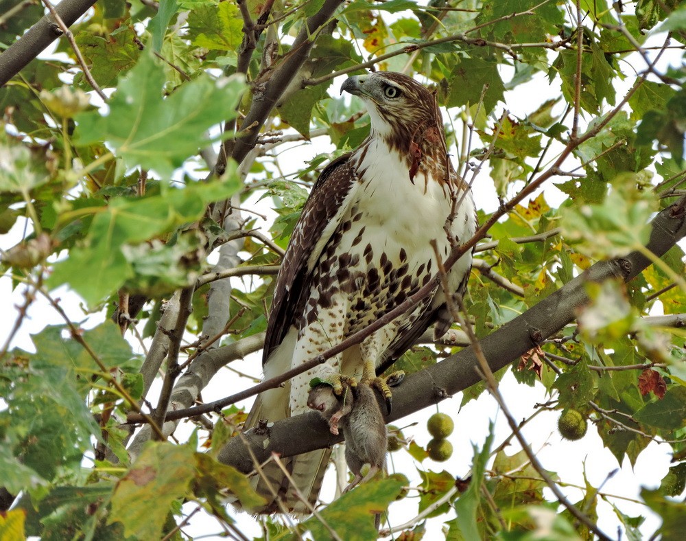 Red-tailed Hawk - ML35637561