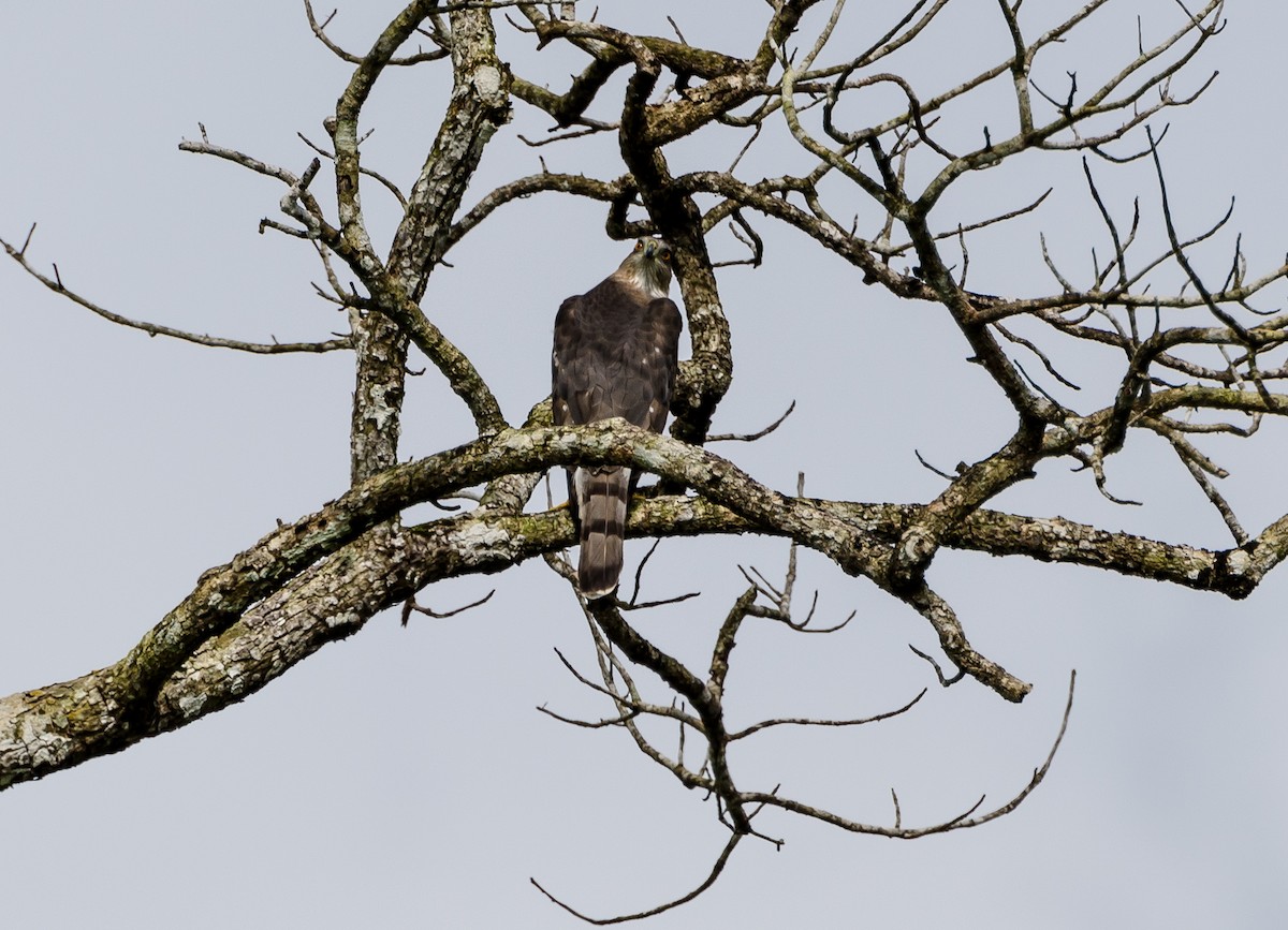 Gray Hawk - ML356376951