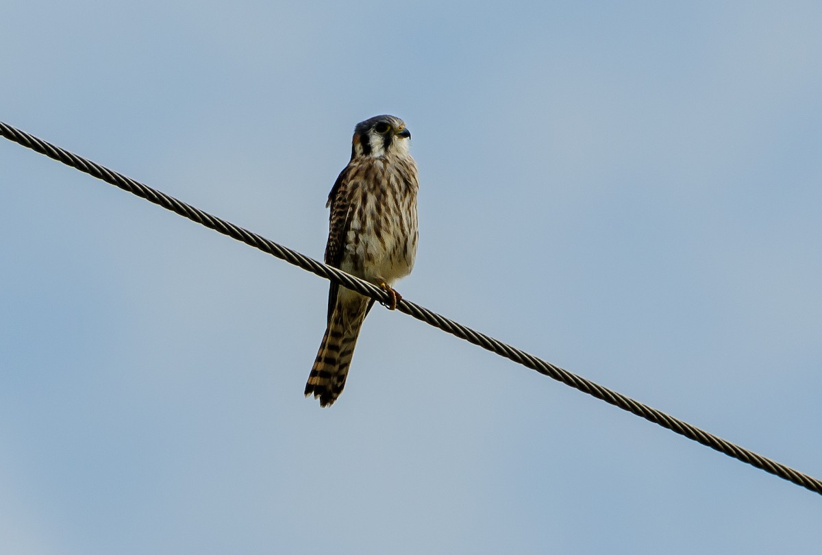 American Kestrel - ML356377031