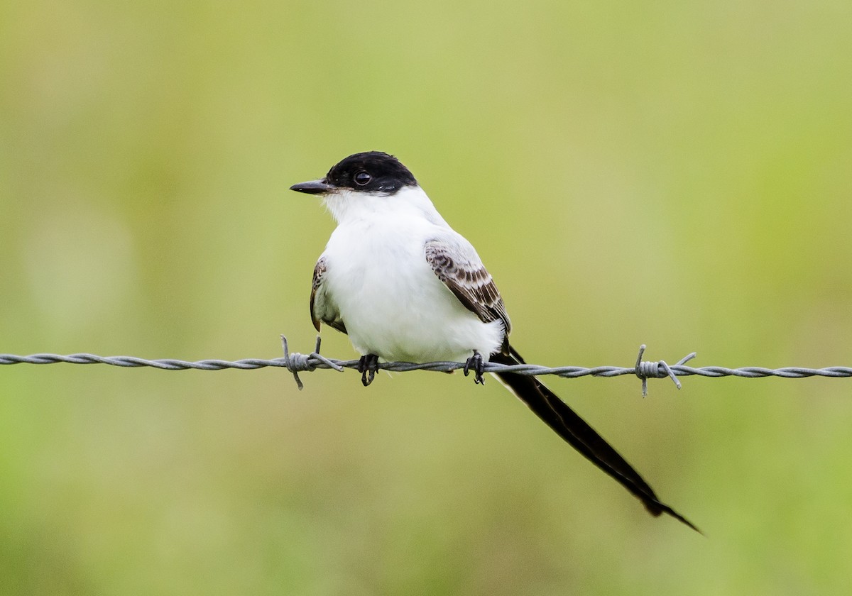 Fork-tailed Flycatcher - ML356377241