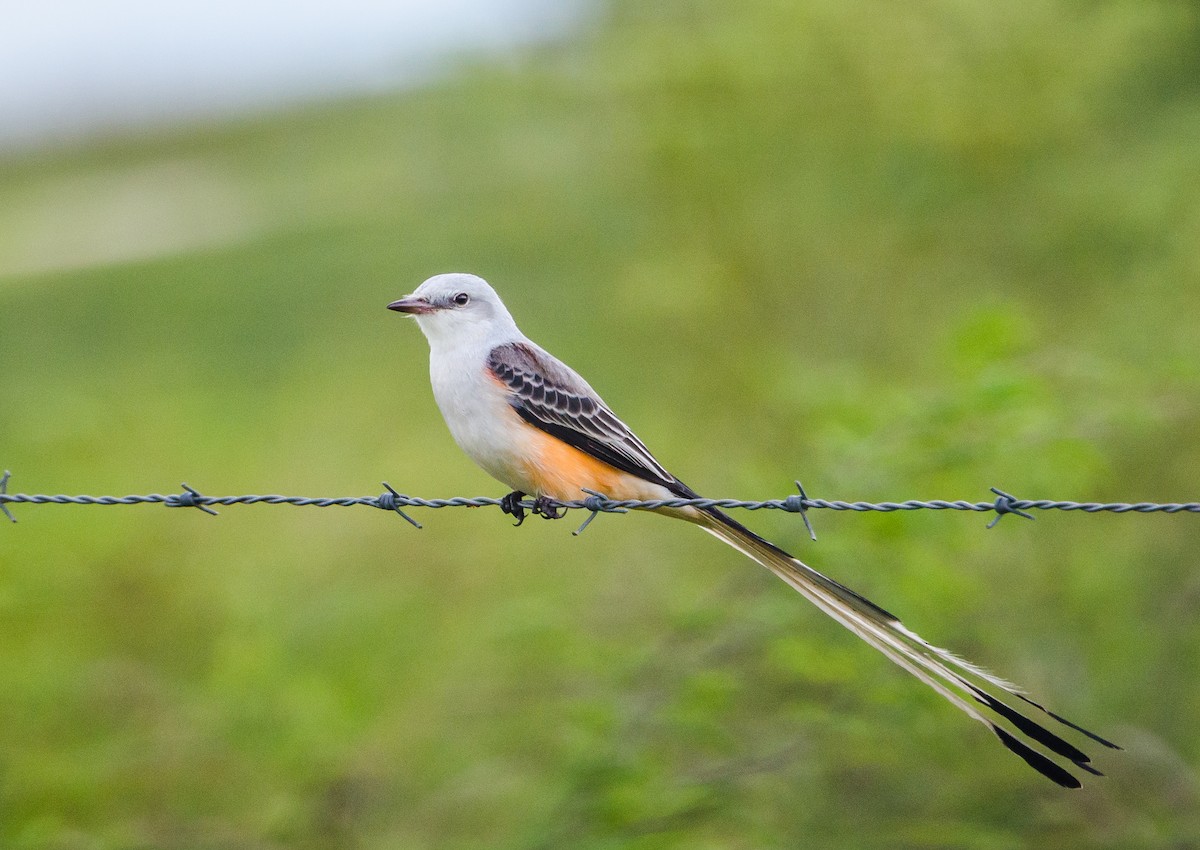 Scissor-tailed Flycatcher - ML356377271