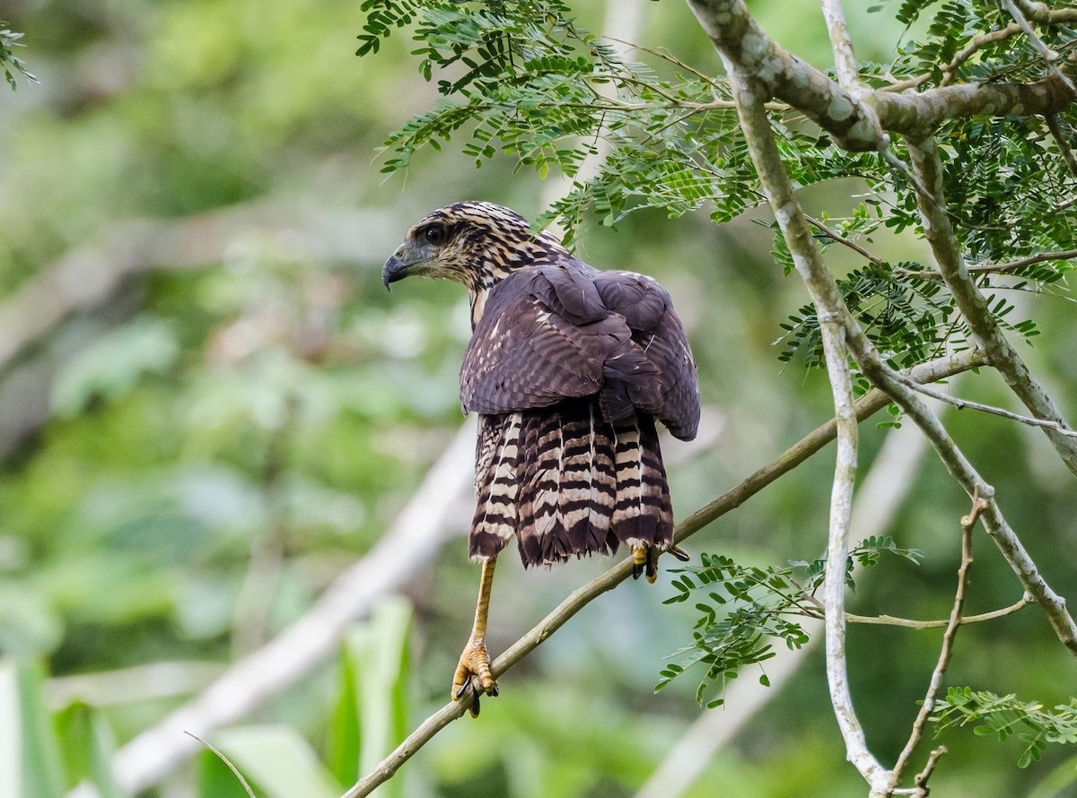 Great Black Hawk - ML356377481