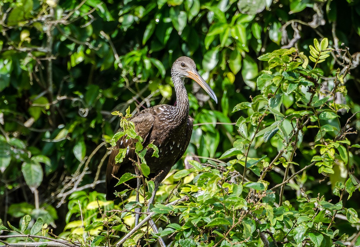 Limpkin - ML356377521