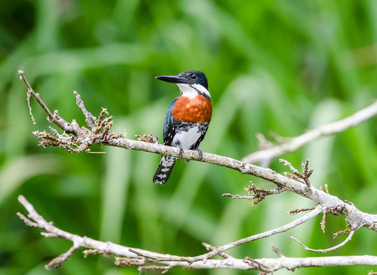 Amazon Kingfisher - ML356377811