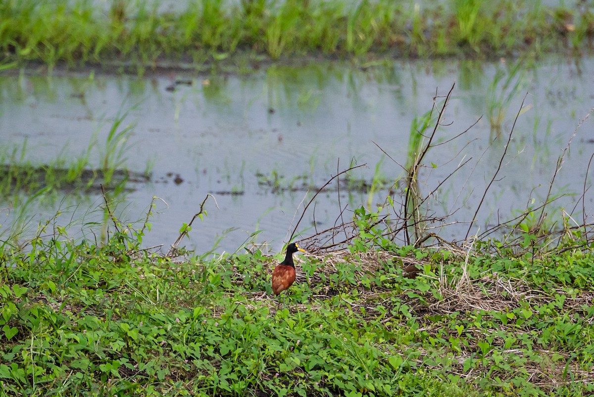 Northern Jacana - ML356377901