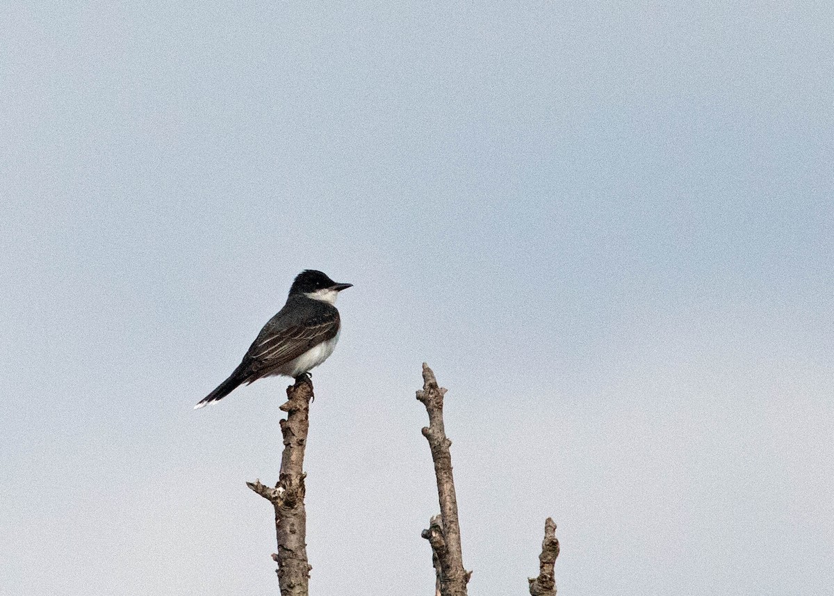 Eastern Kingbird - Marvin Elliott