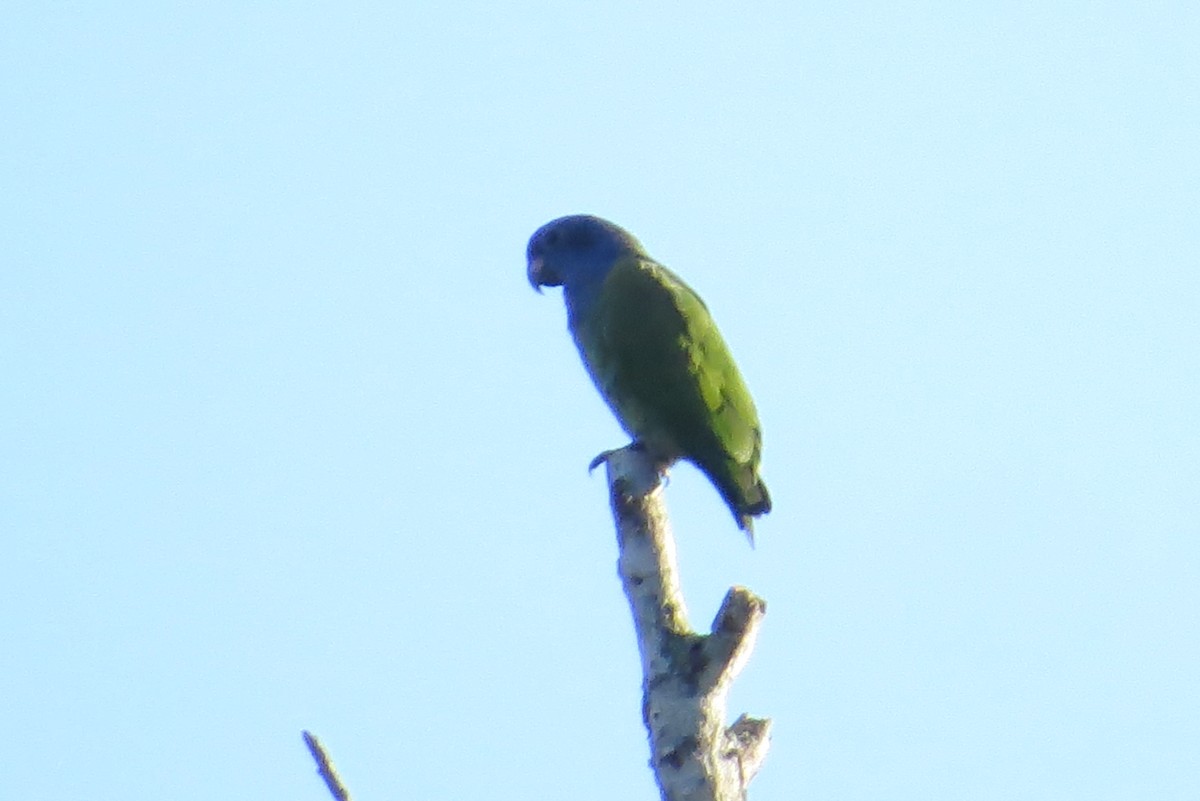 Blue-headed Parrot - ML356379871