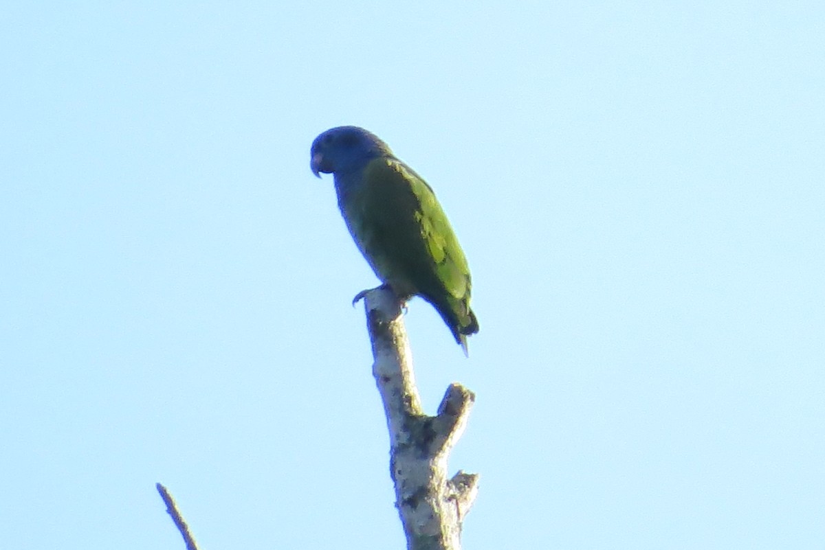 Blue-headed Parrot - ML356379881