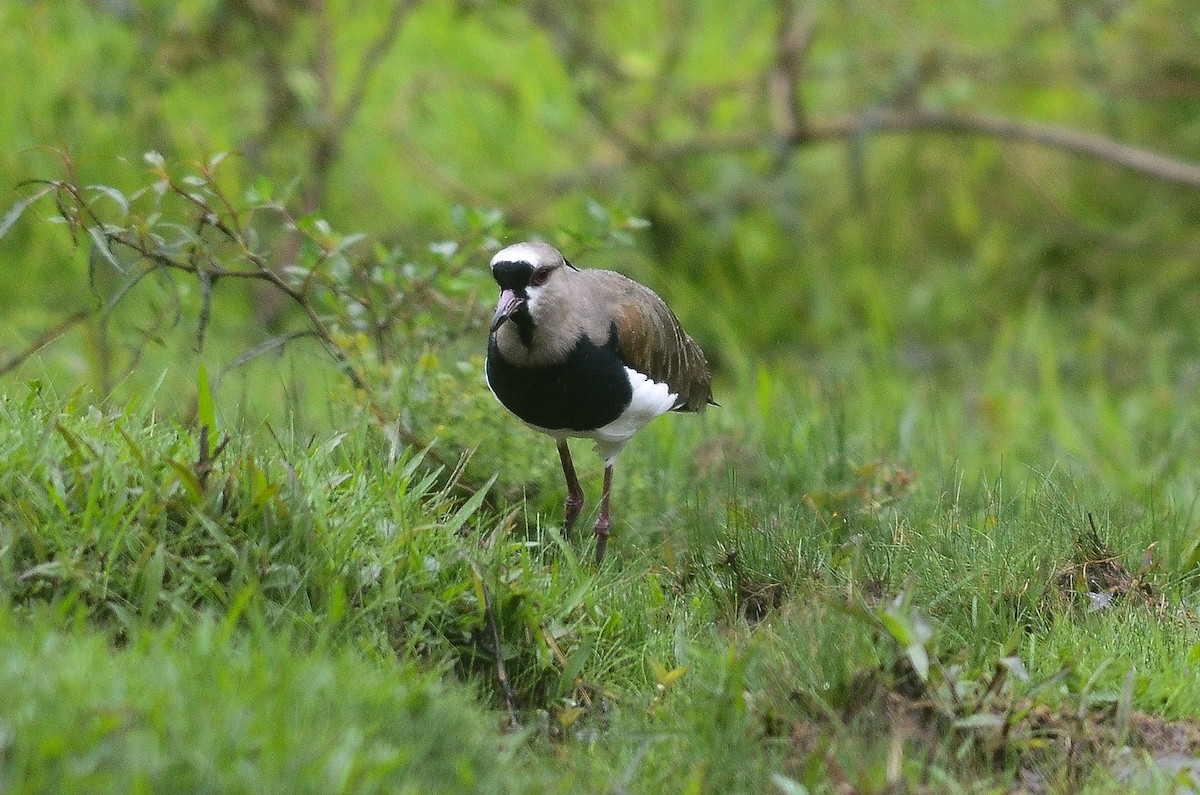 Southern Lapwing (cayennensis) - ML35638071