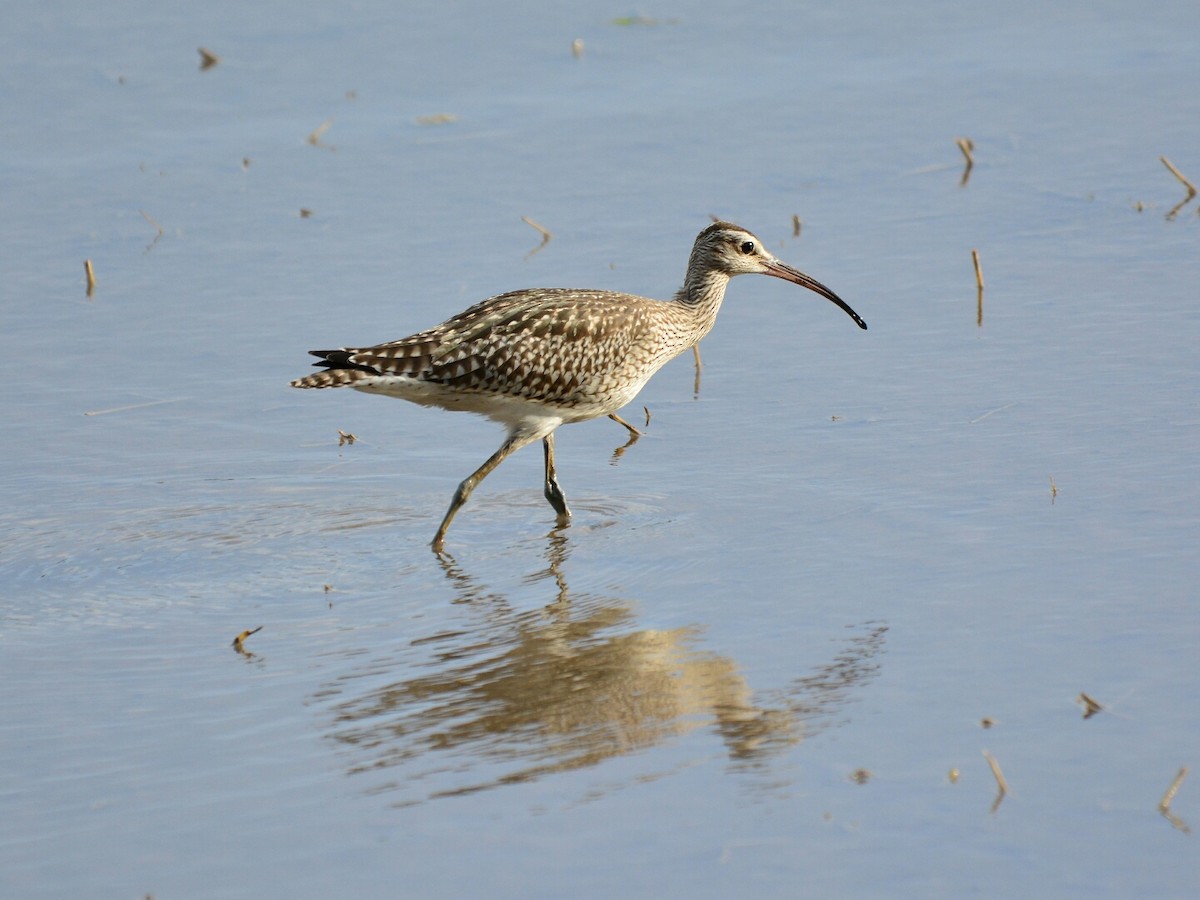 Whimbrel - Renuka Vijayaraghavan