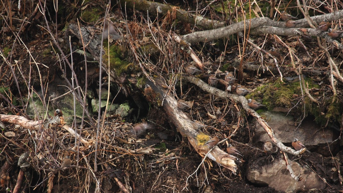 grånakkefjellfink (littoralis) - ML35638151