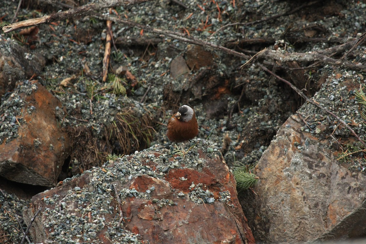 Gray-crowned Rosy-Finch (Hepburn's) - Tim Lenz