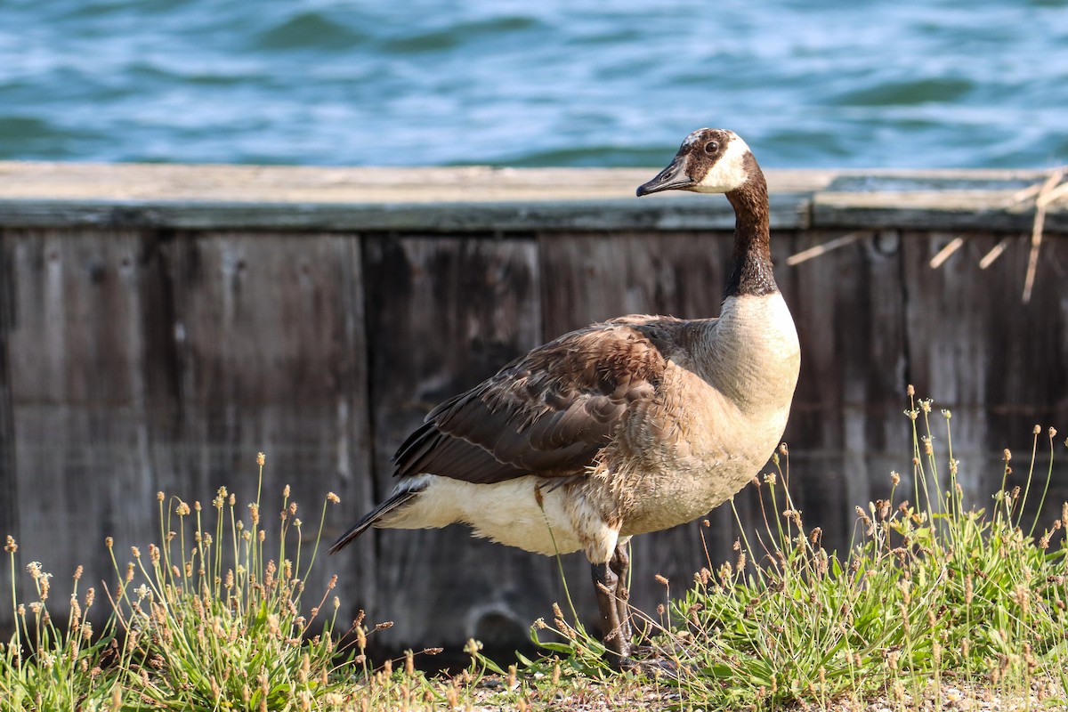 Canada Goose - ML356383621