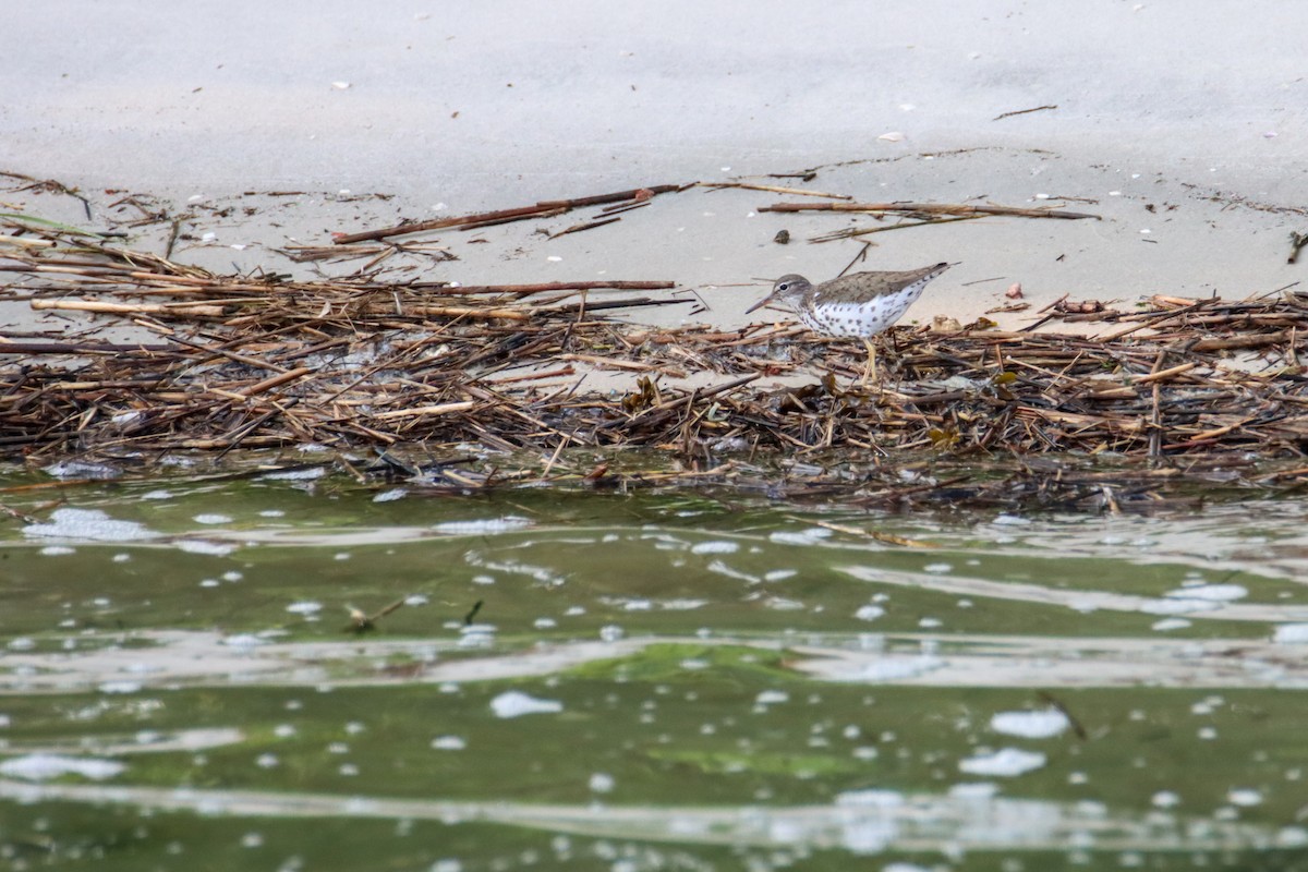 Spotted Sandpiper - ML356383681