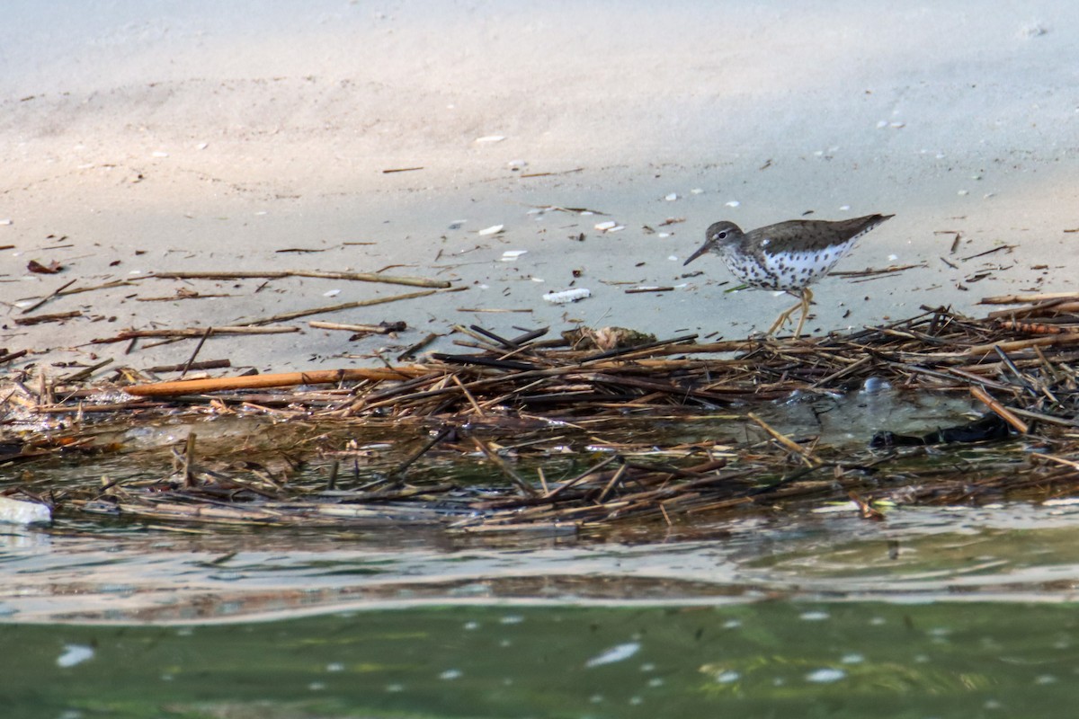 Spotted Sandpiper - ML356383701