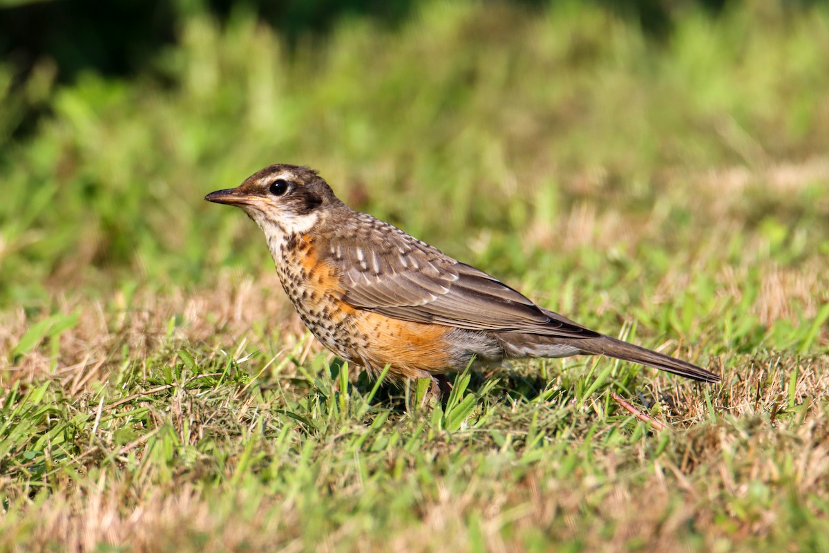 American Robin - ML356383901