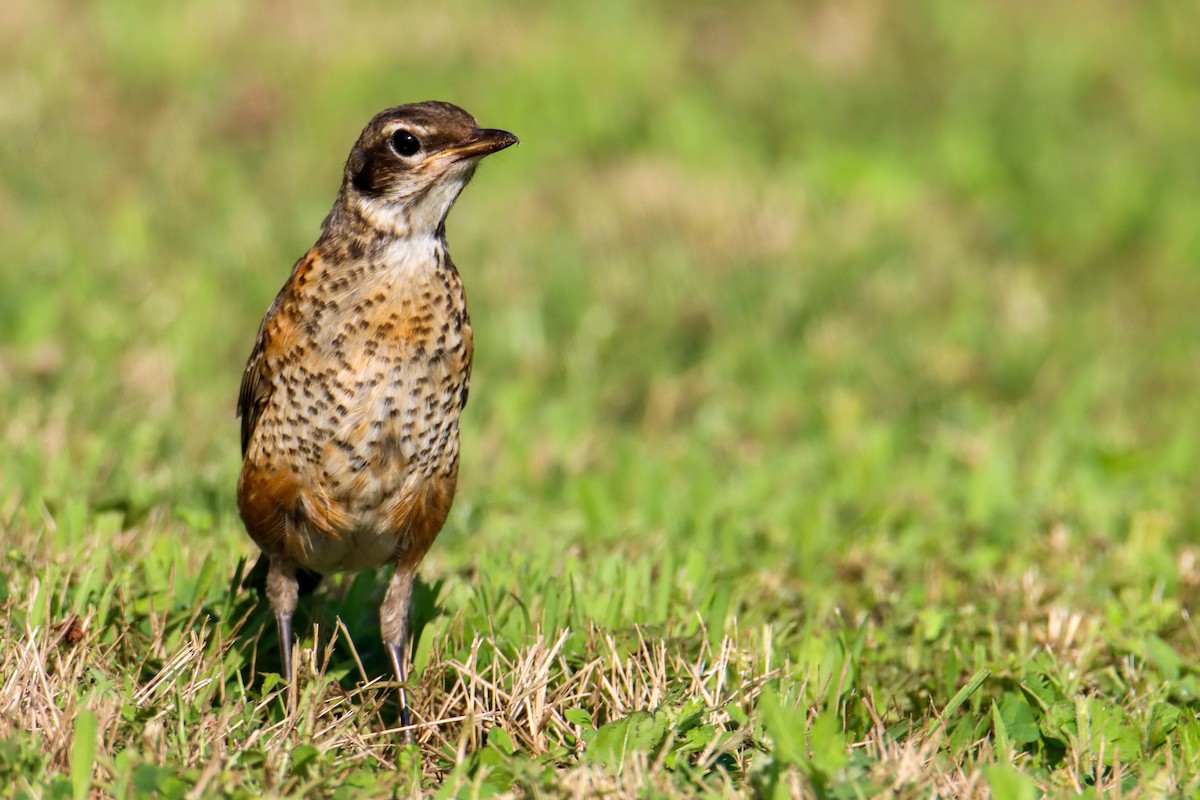 American Robin - ML356383921