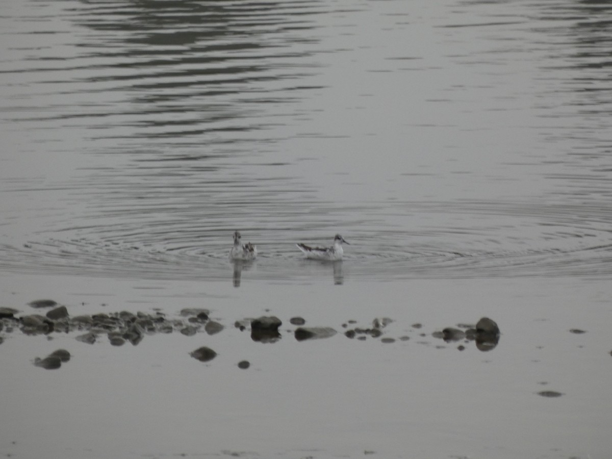 Wilson's Phalarope - ML356385301