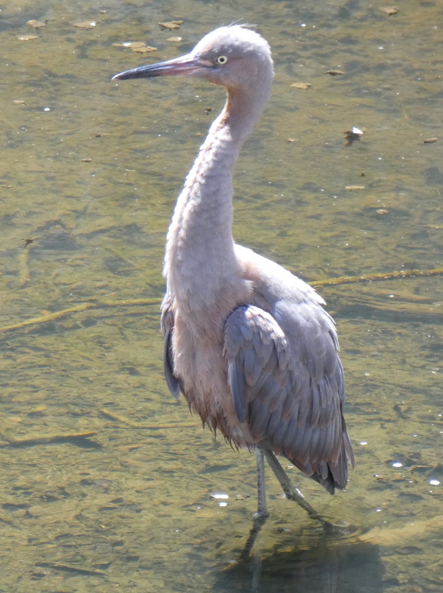 Reddish Egret - Ron Hirst