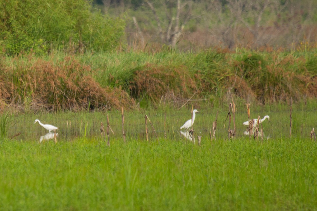 Little Blue Heron - ML356386501