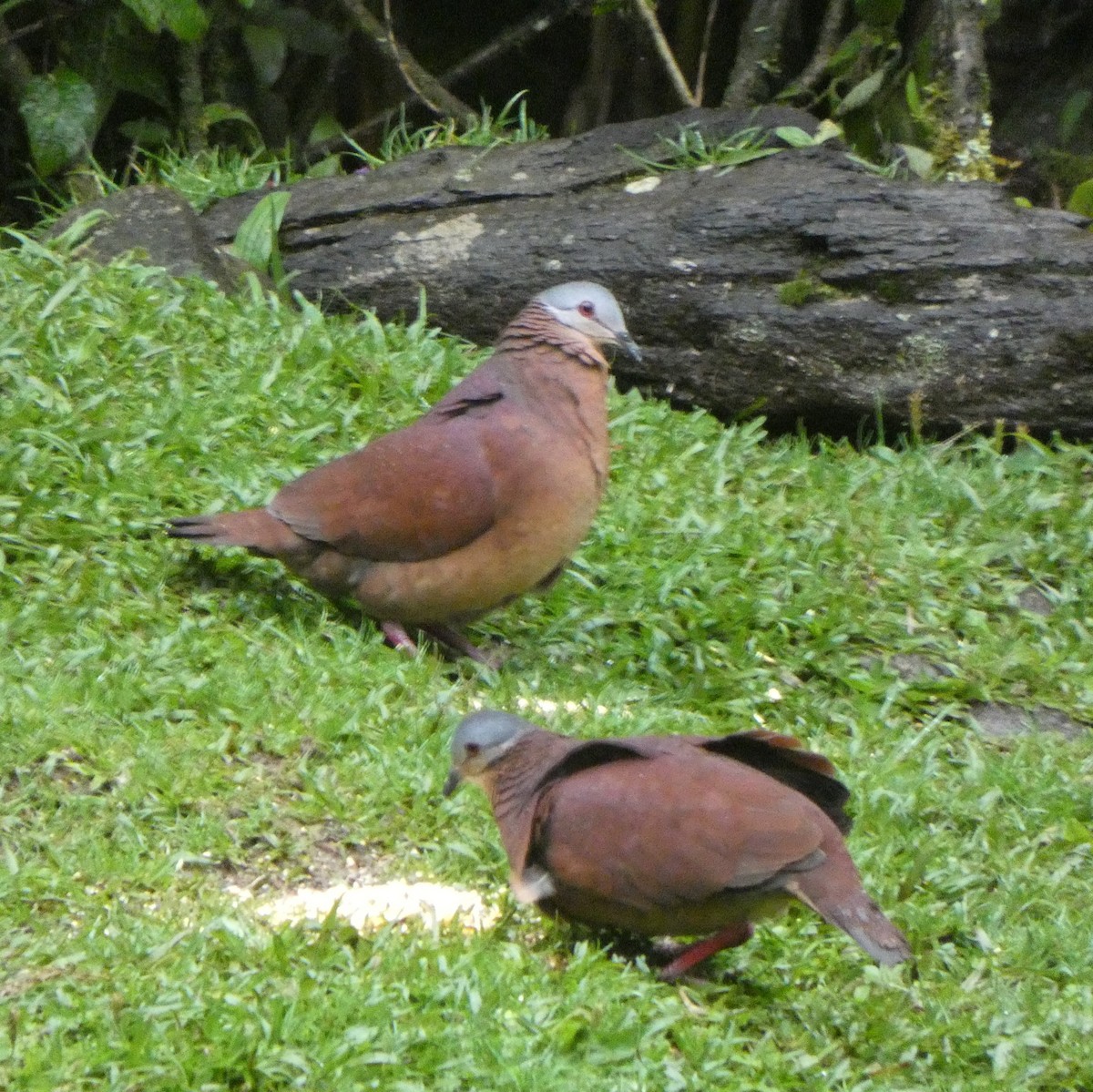 Colombe du Chiriqui - ML356386971