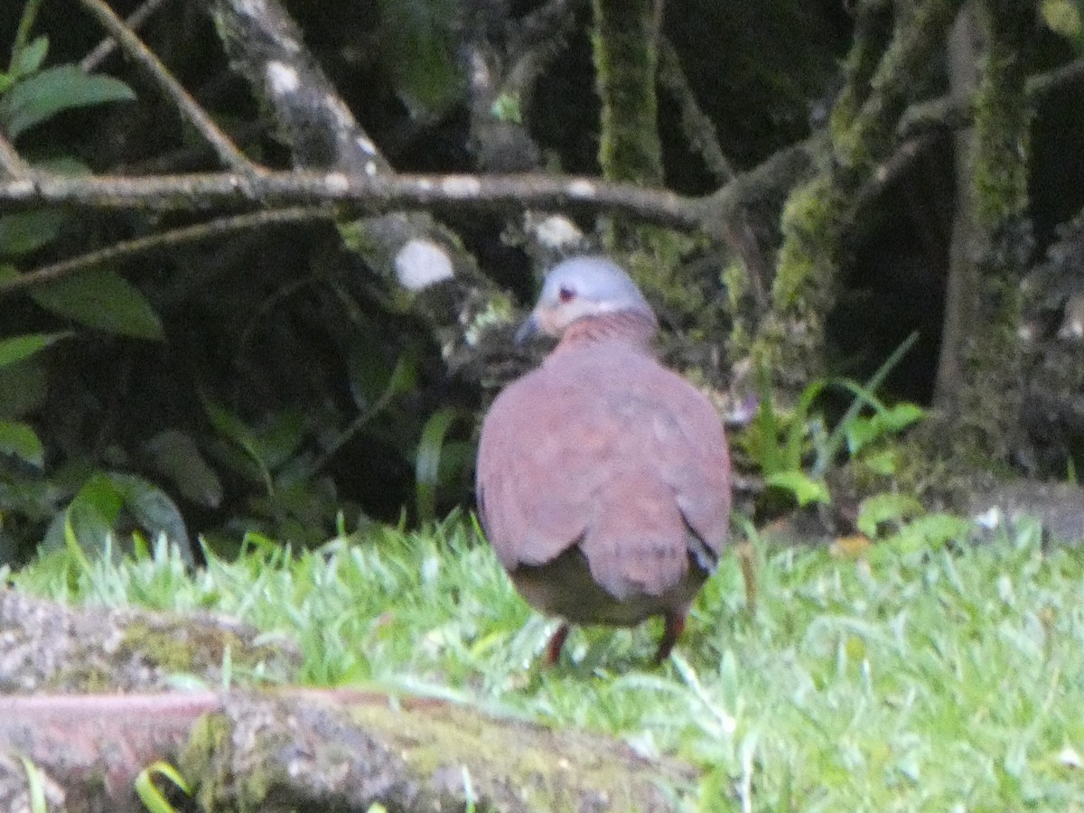 Chiriqui Quail-Dove - Doug Kibbe