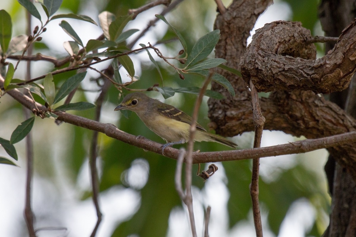 Ak Gözlü Vireo - ML356387151