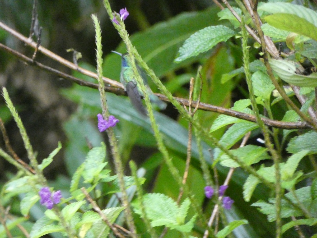 Lesser Violetear - ML356388791