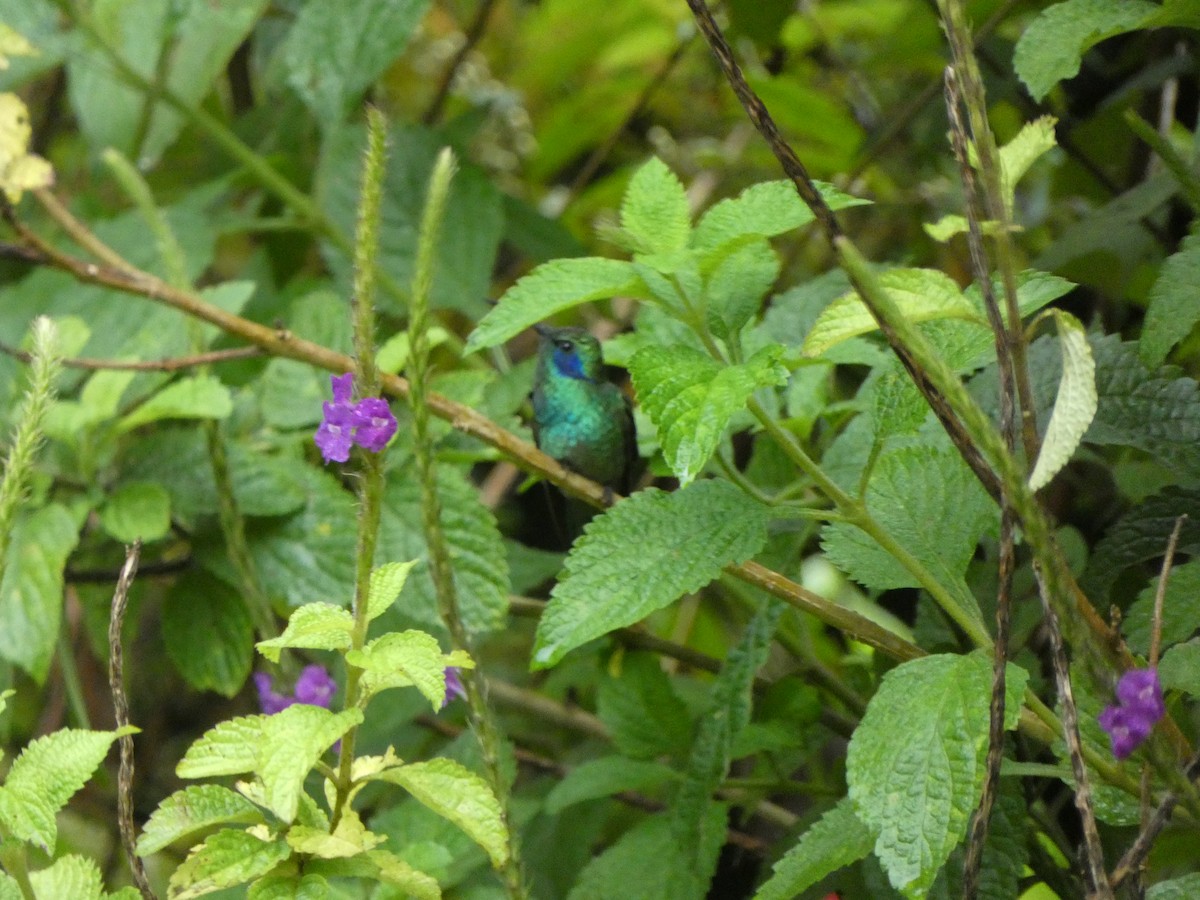 Lesser Violetear - ML356388801