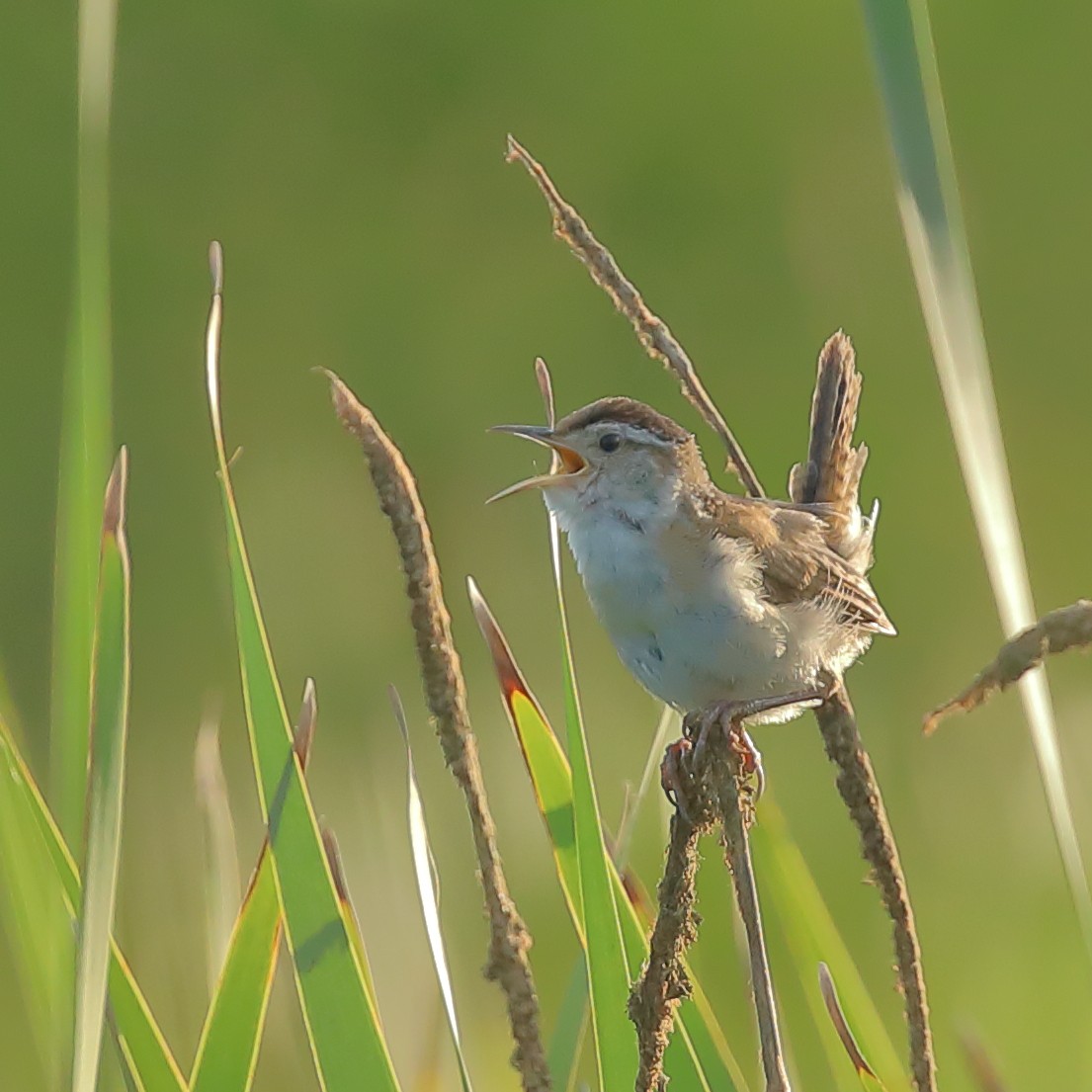 Marsh Wren - ML356389191