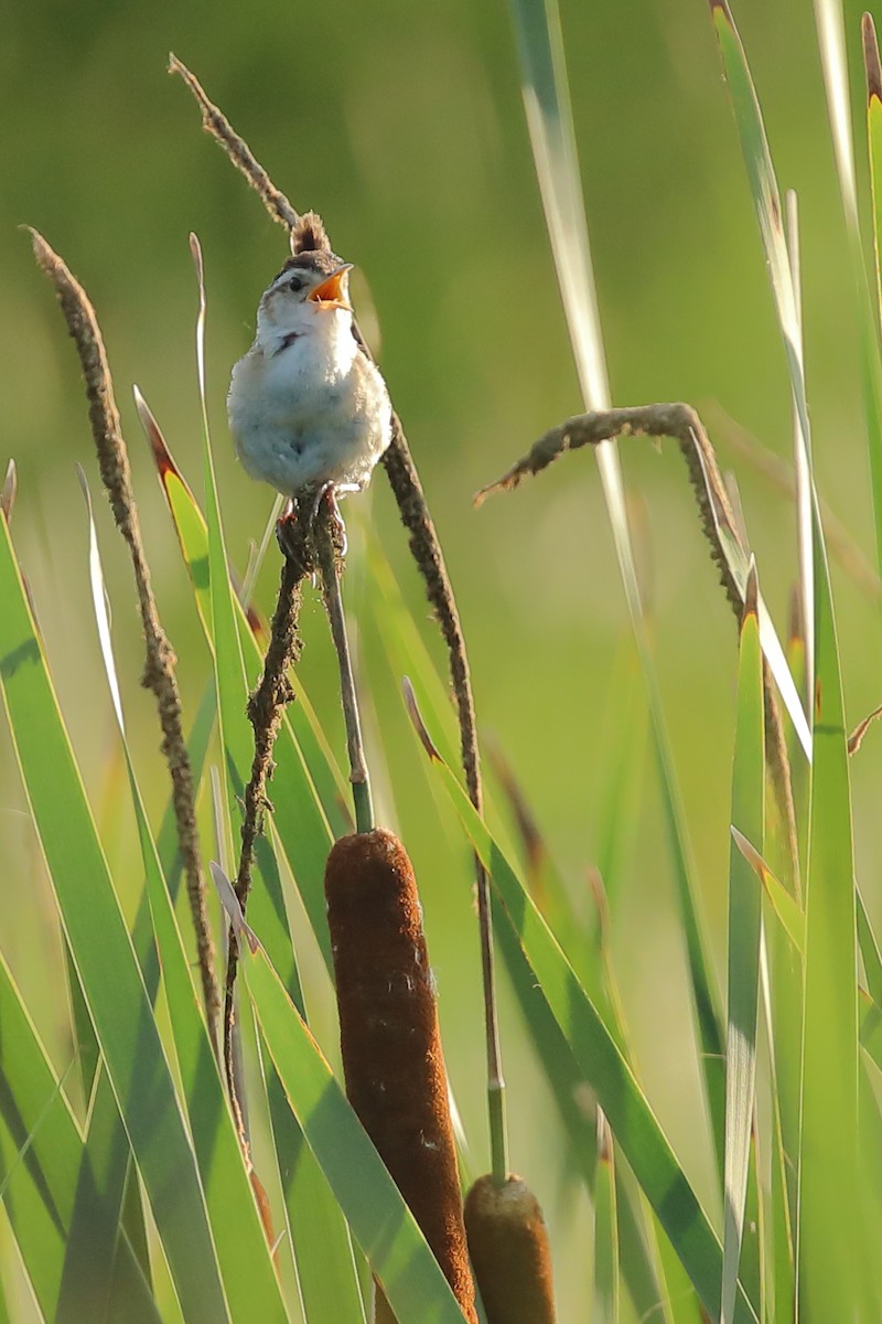 Marsh Wren - ML356389241