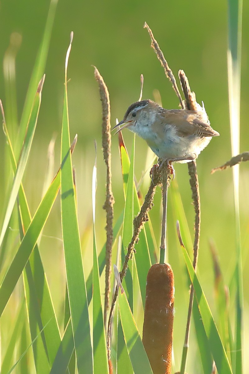 Marsh Wren - ML356389251