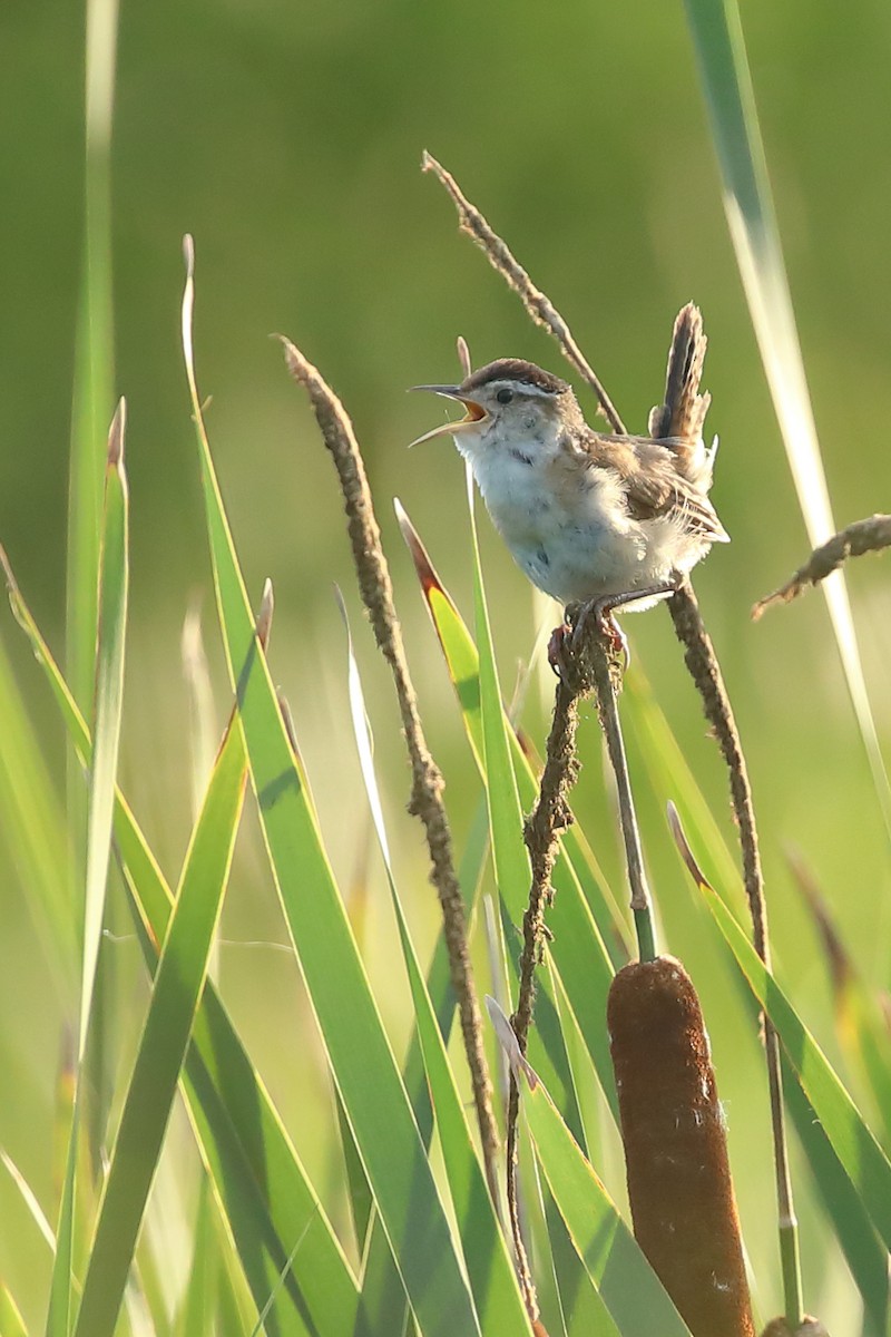 Marsh Wren - ML356389271