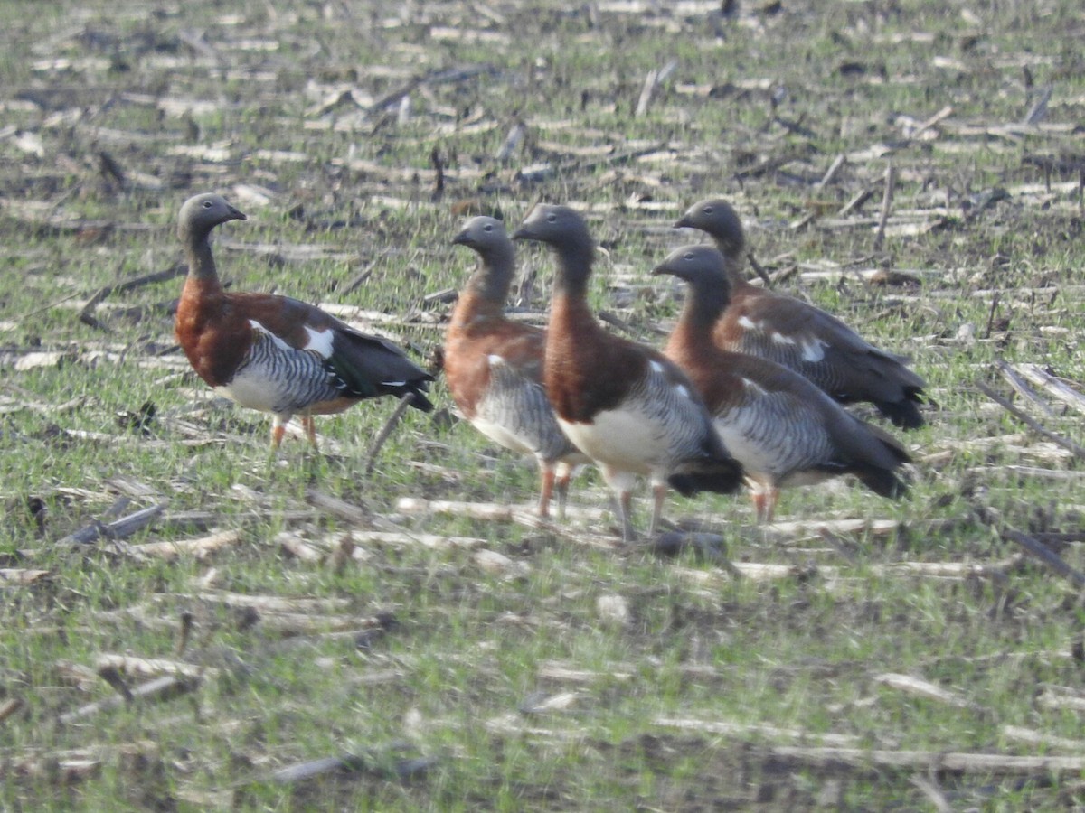 Ashy-headed Goose - ML356391661