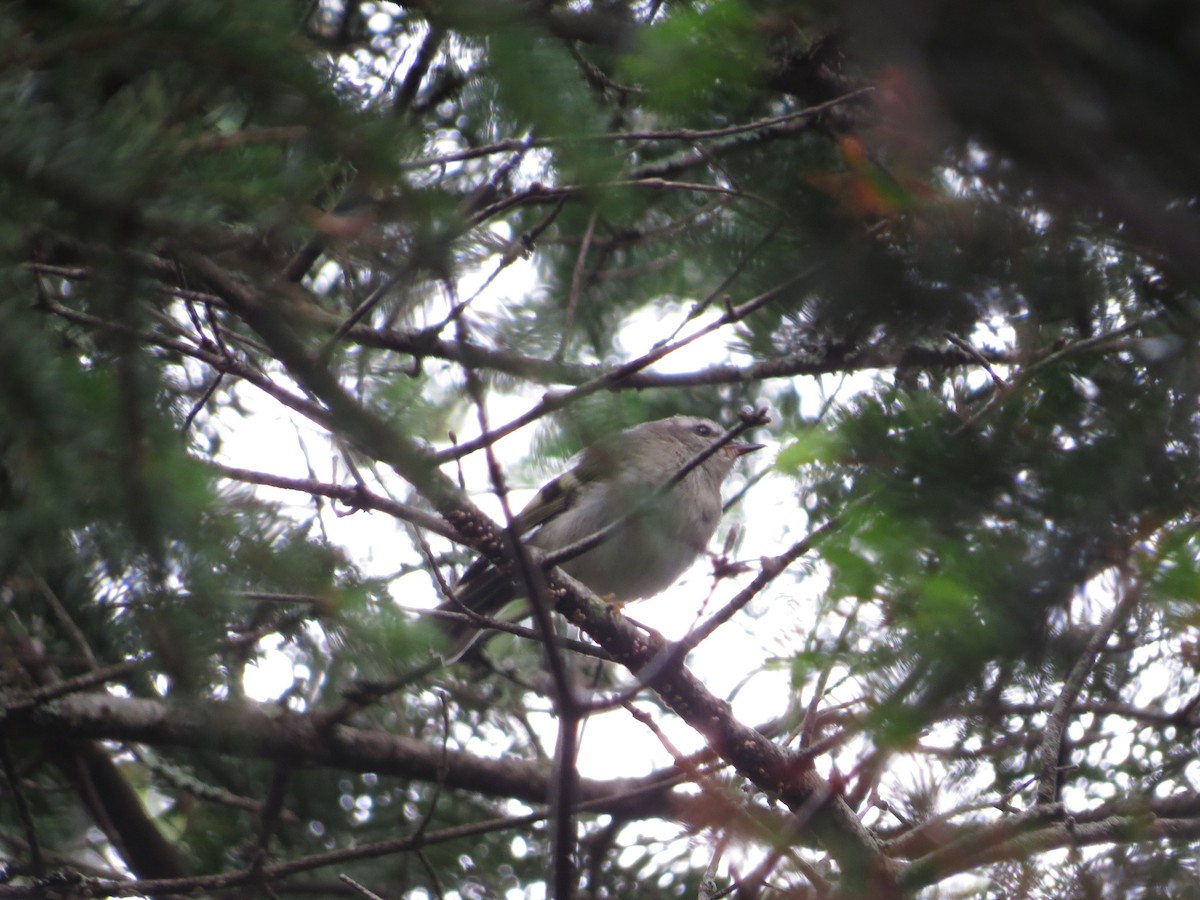 Golden-crowned Kinglet - Douglas Richard