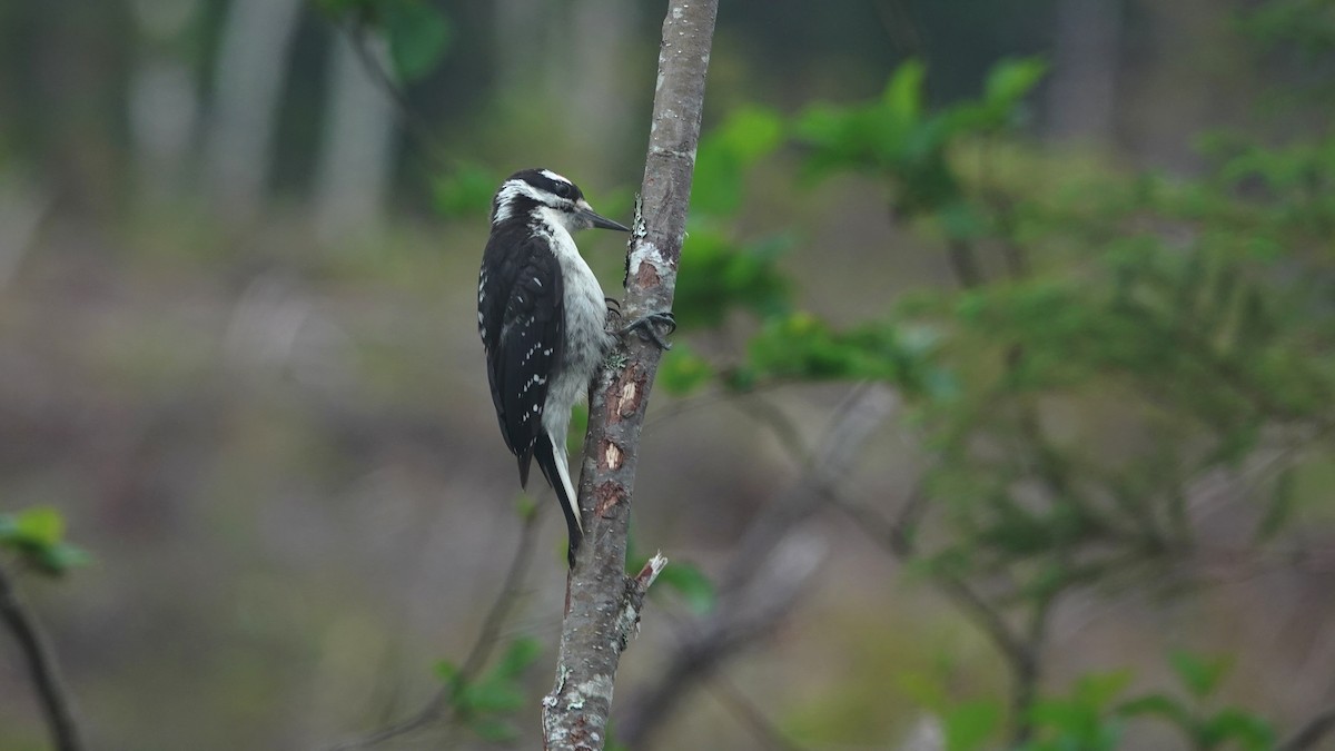 Hairy Woodpecker - ML356394401