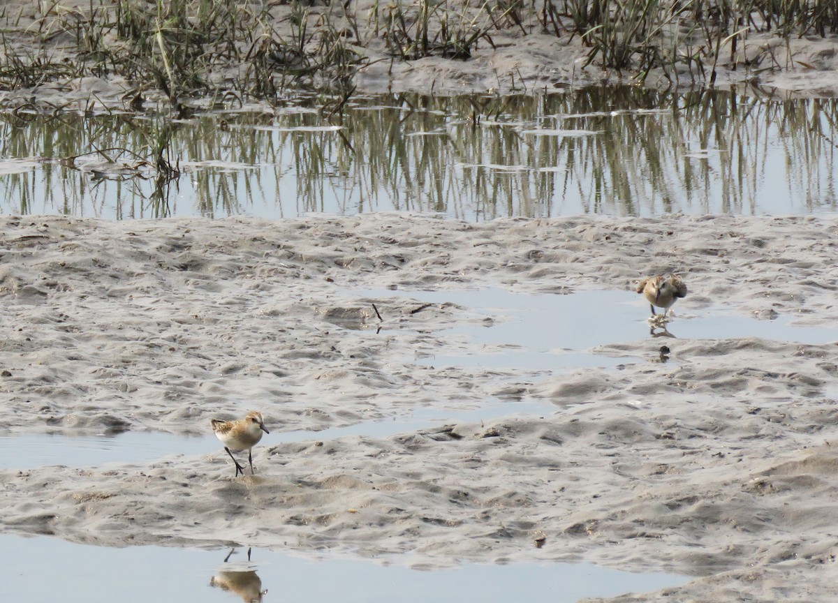 Semipalmated Sandpiper - ML356395921