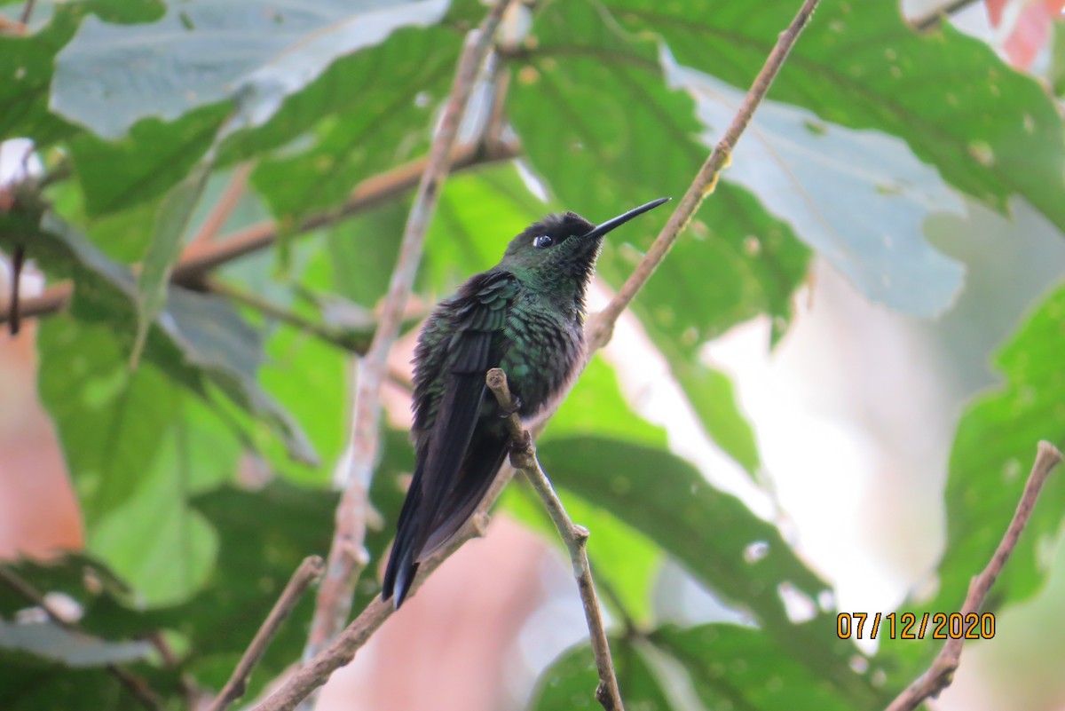 Violet-fronted Brilliant - Scarlet  Cordero Seijas