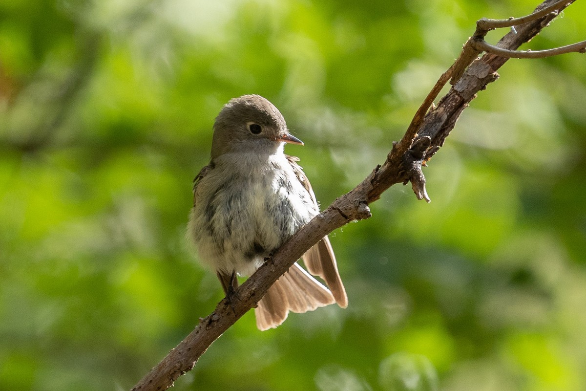 Western Flycatcher (Cordilleran) - ML356397851