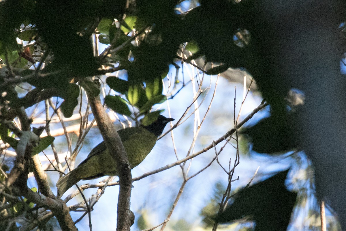 Black-headed Berryeater - ML356399261