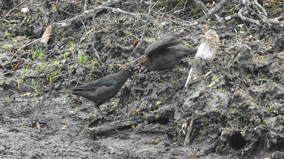 Rusty Blackbird - ML356399841