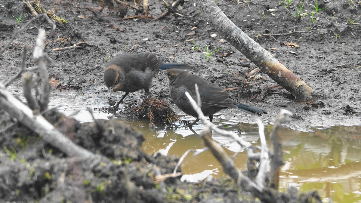 Rusty Blackbird - ML356399851