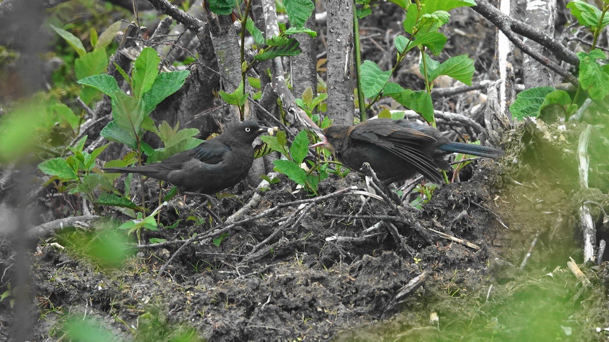 Rusty Blackbird - ML356400691