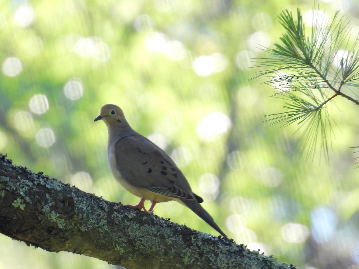 Mourning Dove - bob butler