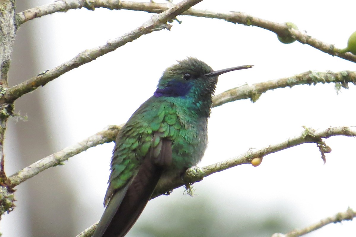 kolibřík modrouchý - ML356400881