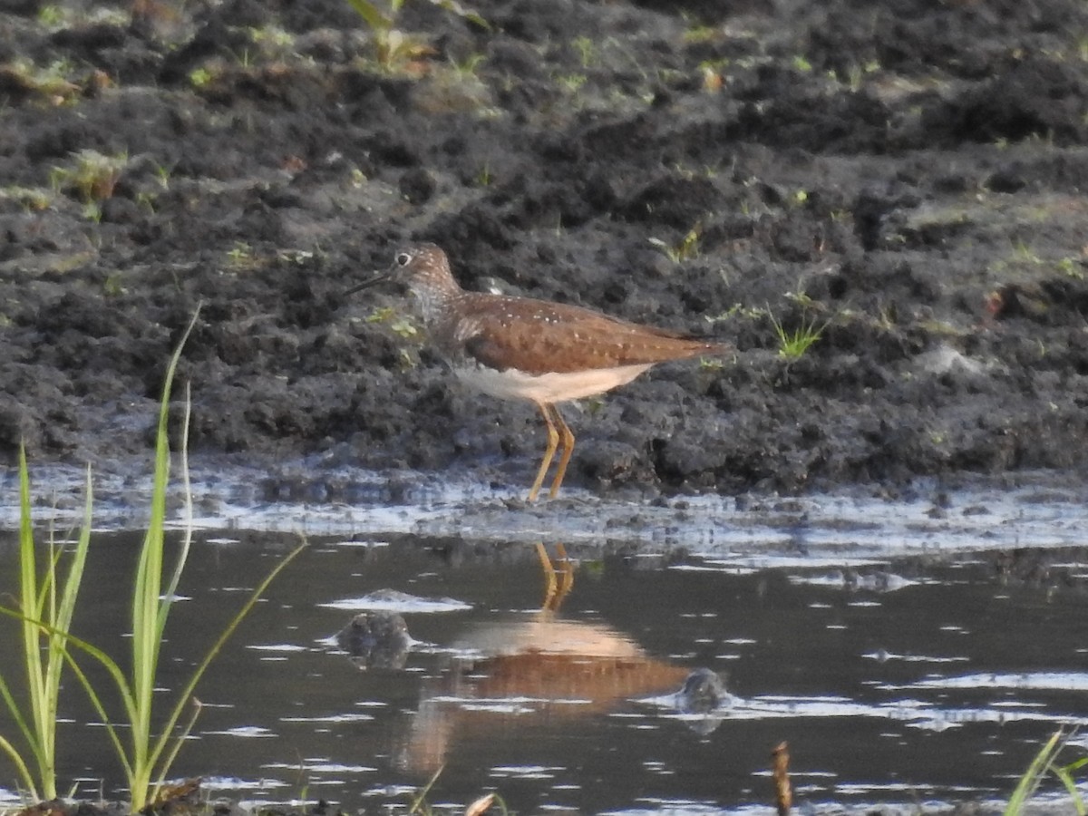 eremittsnipe - ML356401401
