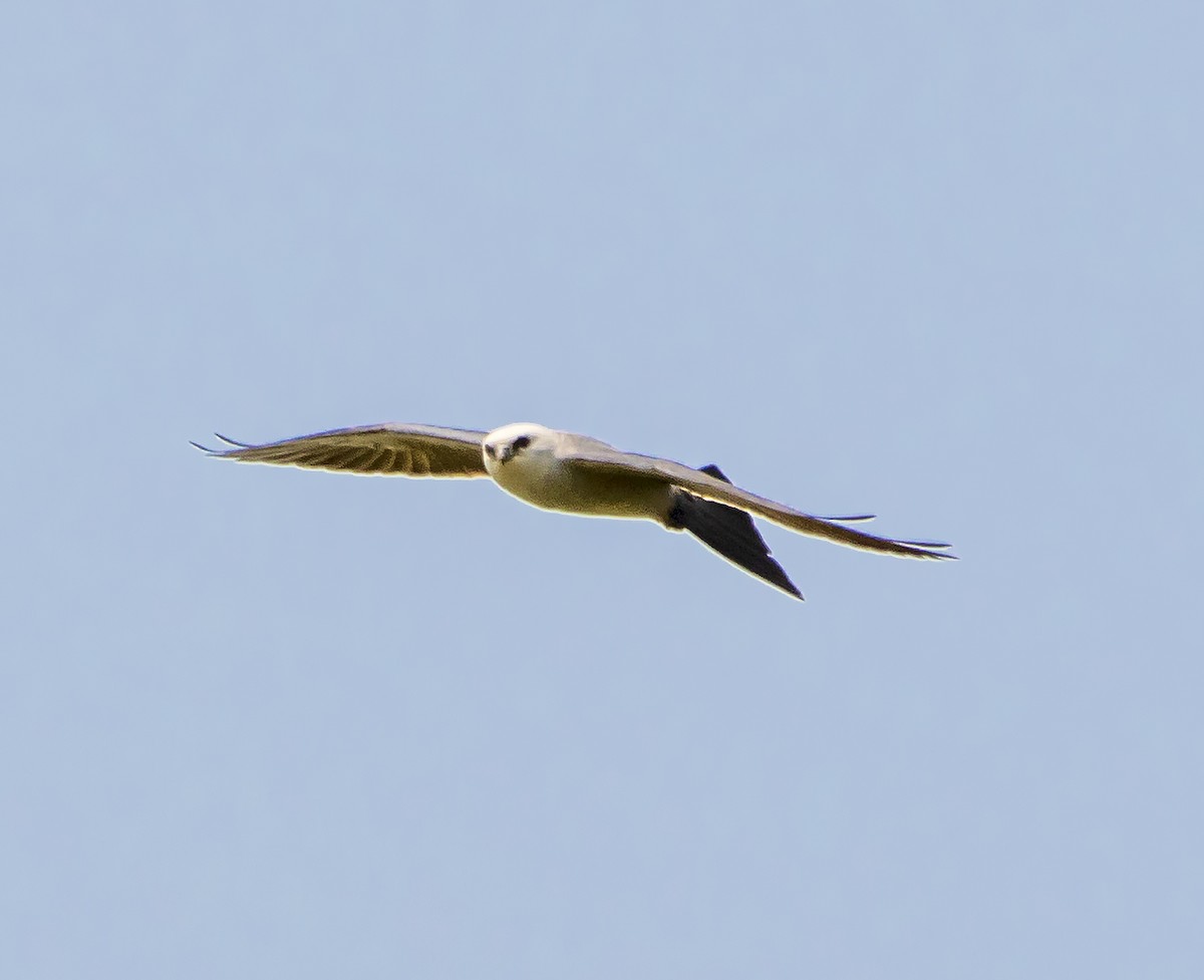 Mississippi Kite - ML356401651