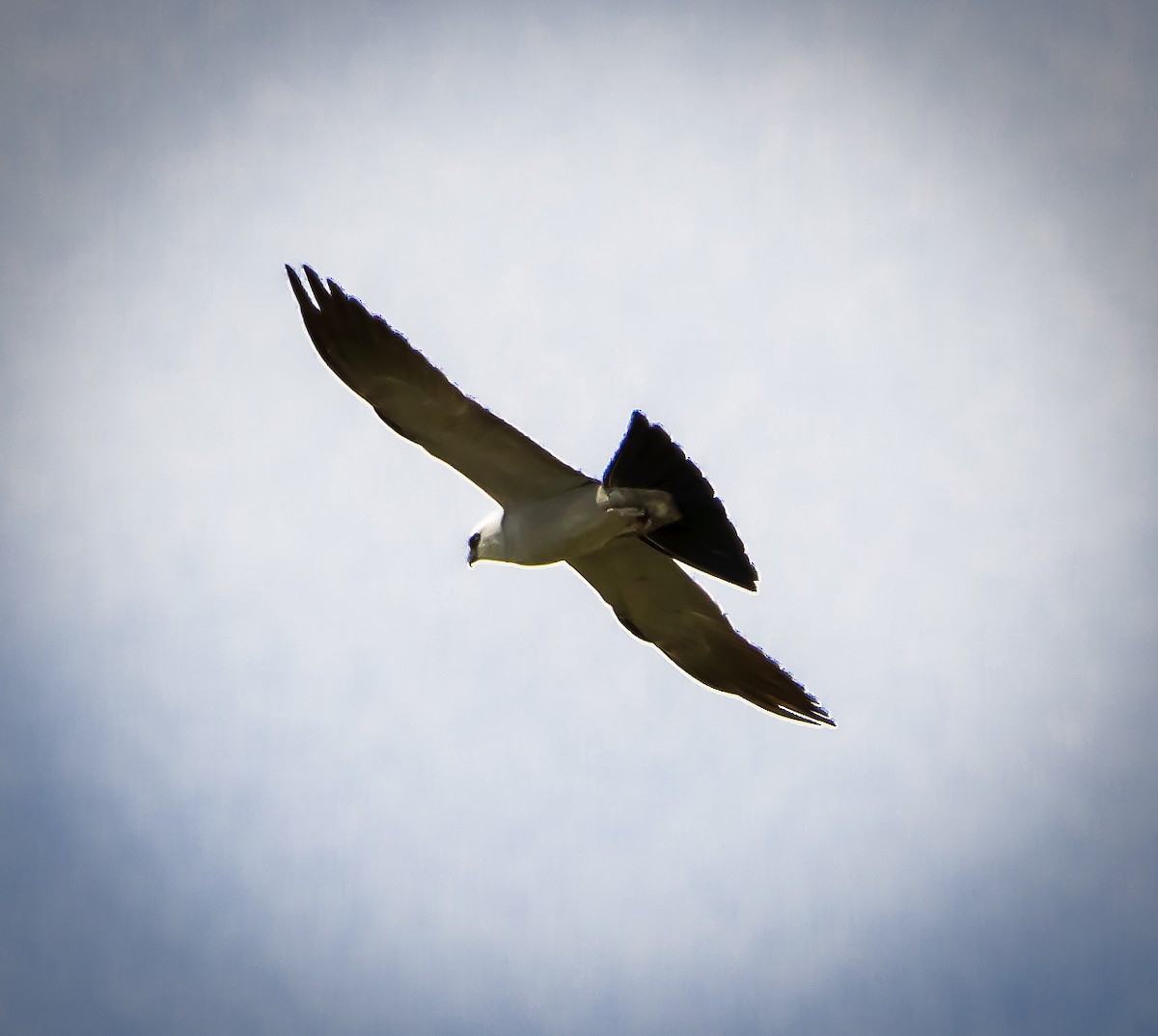 Mississippi Kite - ML356401761