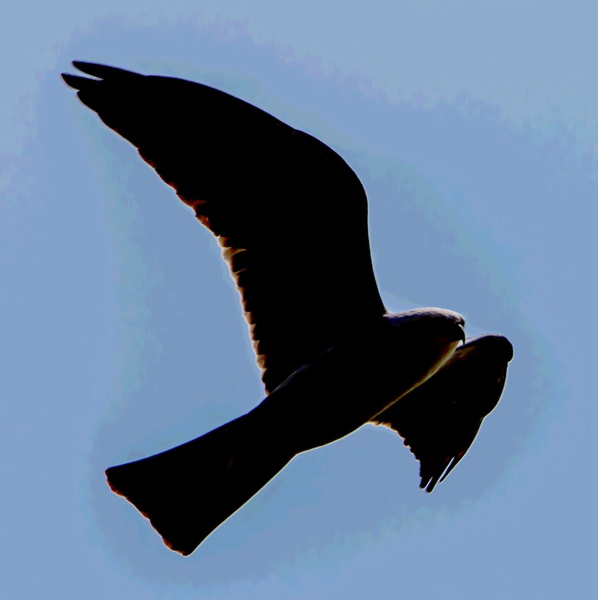 Mississippi Kite - ML356401791