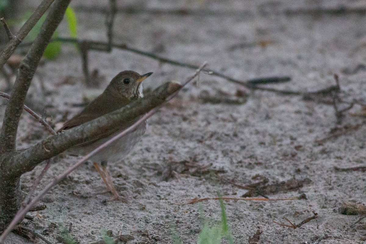 Gray-cheeked Thrush - ML356402401